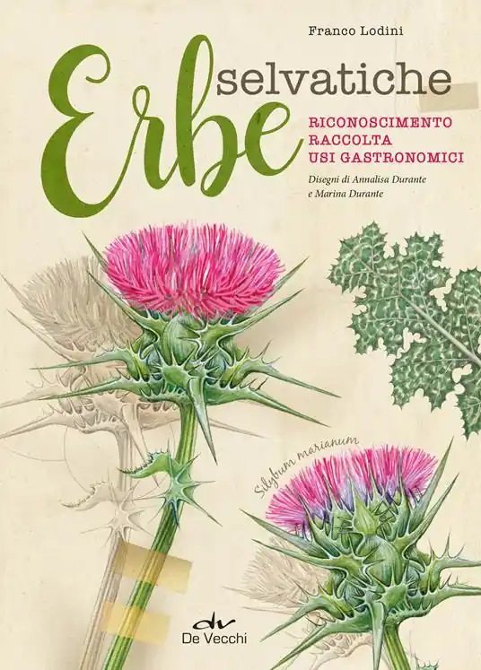 Occasione Erbe selvatiche. Riconoscimento. Raccolta. Usi gastronomici