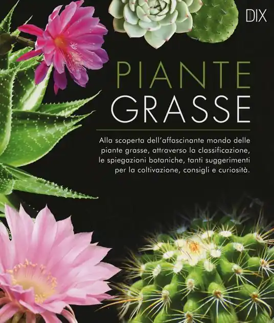 Piante grasse Prezzo Scontato