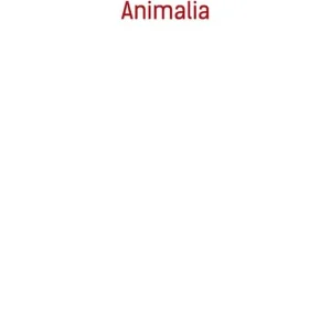 Animalia Direttamente Dal Produttore