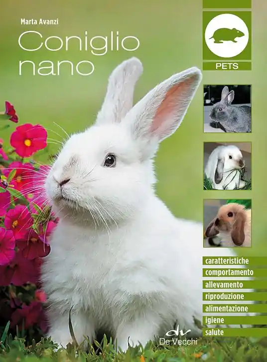 Coniglio nano Offerta Del Giorno