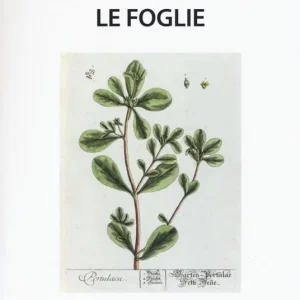 Prezzo Di Fabbrica Le foglie. Cultura e salute dalle piante selvatiche