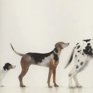 Acquista Ora Quindici cani
