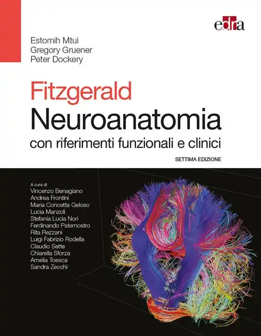 Fitzgerald. Neuroanatomia con riferimenti funzionali e clinici Solo Oggi