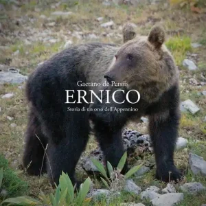 Spedito Oggi Ernico. Storia di un orso dell‘Appennino